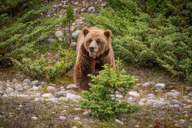 135 Canada, Jasper NP, grizzlybeer.jpg